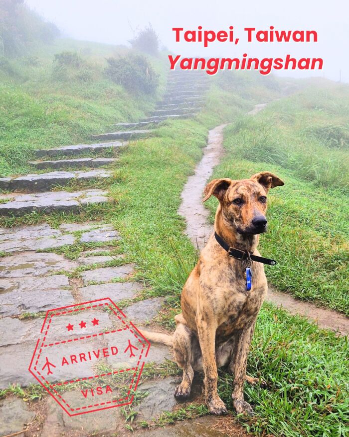 在陽明山步道上的狗狗
